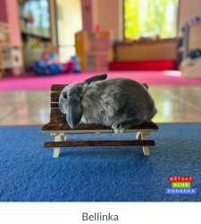 Fotografie zahrada 3