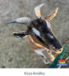 Fotografie zahrada 4