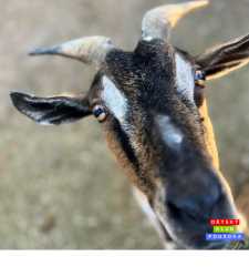 Fotografie zahrada 5